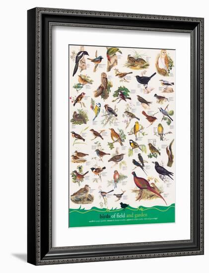 Birds of Fields and Gardens-null-Framed Art Print