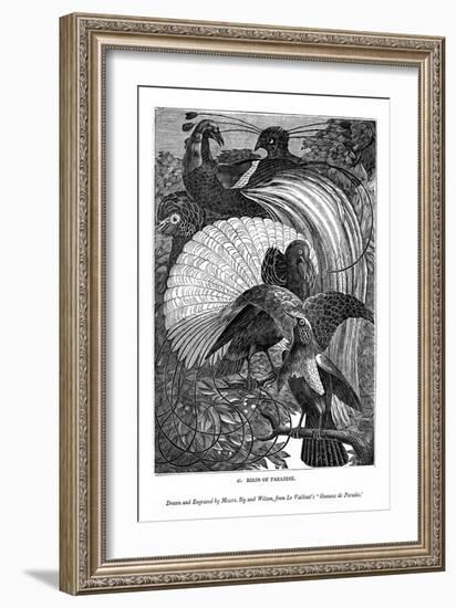 Birds of Paradise, C1770-1820-Messrs Sly and Wilson-Framed Giclee Print