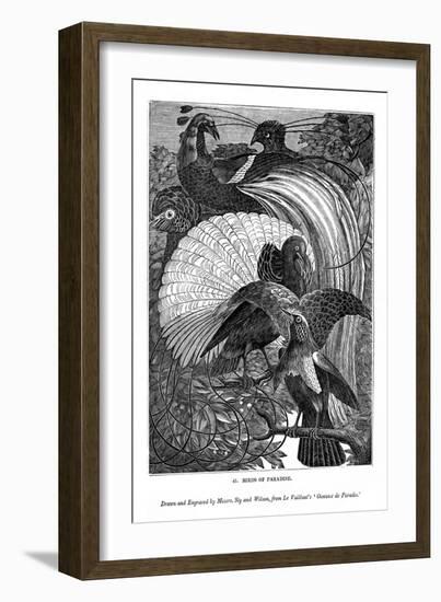 Birds of Paradise, C1770-1820-Messrs Sly and Wilson-Framed Giclee Print