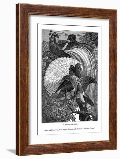 Birds of Paradise, C1770-1820-Messrs Sly and Wilson-Framed Giclee Print