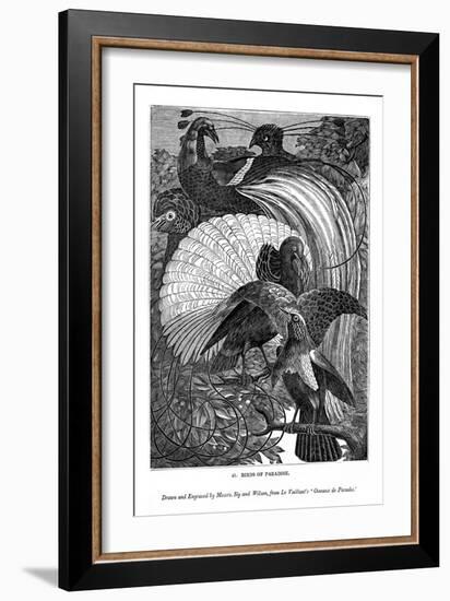 Birds of Paradise, C1770-1820-Messrs Sly and Wilson-Framed Giclee Print