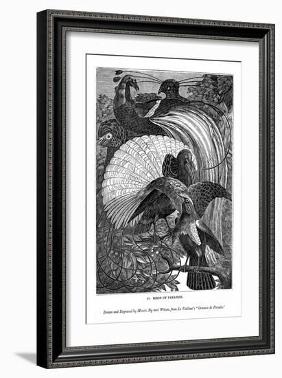 Birds of Paradise, C1770-1820-Messrs Sly and Wilson-Framed Giclee Print