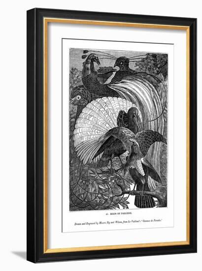 Birds of Paradise, C1770-1820-Messrs Sly and Wilson-Framed Giclee Print