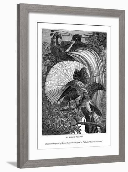 Birds of Paradise, C1770-1820-Messrs Sly and Wilson-Framed Giclee Print