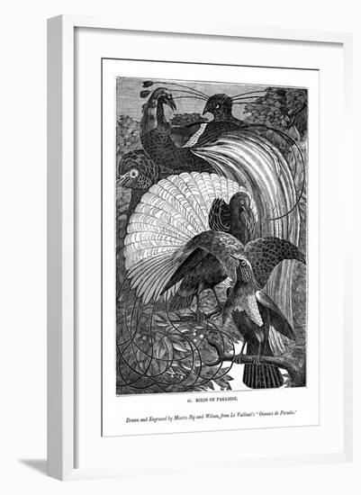 Birds of Paradise, C1770-1820-Messrs Sly and Wilson-Framed Giclee Print