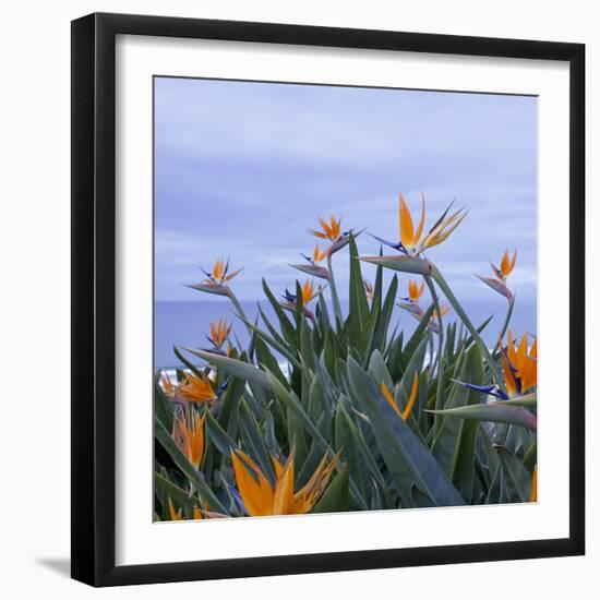 Birds of Paradise II-Rita Crane-Framed Photographic Print