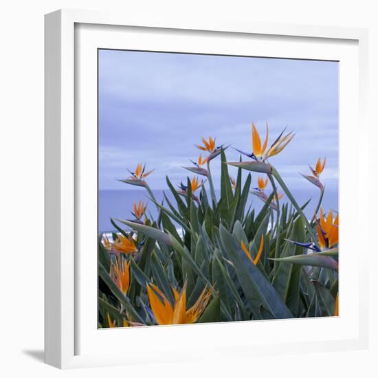 Birds of Paradise II-Rita Crane-Framed Photographic Print