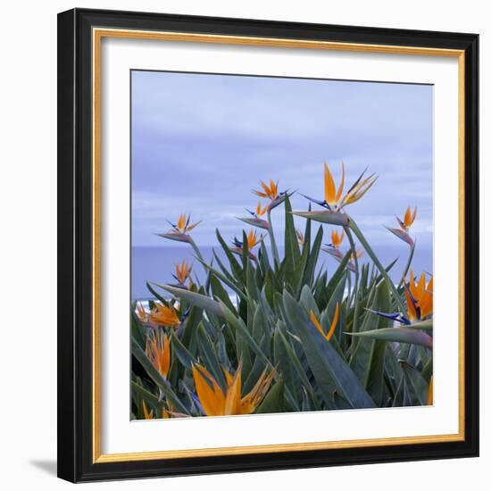 Birds of Paradise II-Rita Crane-Framed Photographic Print