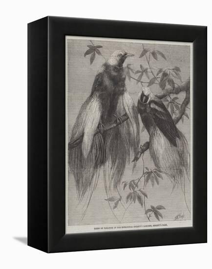 Birds of Paradise in the Zoological Society's Gardens, Regent's Park-Friedrich Wilhelm Keyl-Framed Premier Image Canvas