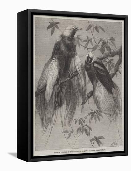 Birds of Paradise in the Zoological Society's Gardens, Regent's Park-Friedrich Wilhelm Keyl-Framed Premier Image Canvas