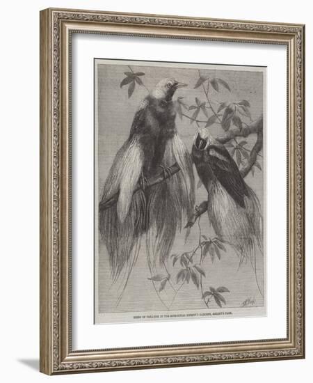 Birds of Paradise in the Zoological Society's Gardens, Regent's Park-Friedrich Wilhelm Keyl-Framed Giclee Print