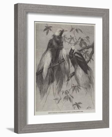 Birds of Paradise in the Zoological Society's Gardens, Regent's Park-Friedrich Wilhelm Keyl-Framed Giclee Print