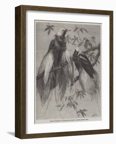 Birds of Paradise in the Zoological Society's Gardens, Regent's Park-Friedrich Wilhelm Keyl-Framed Giclee Print