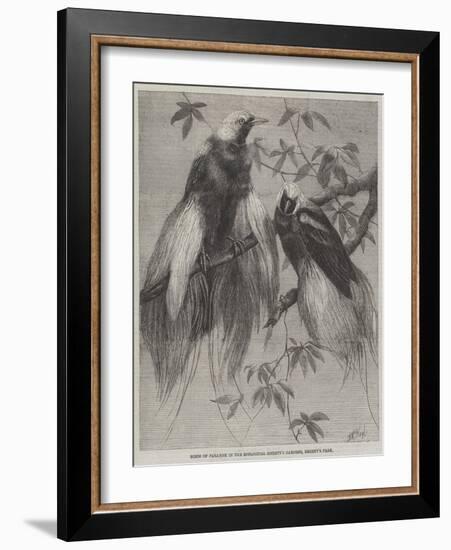 Birds of Paradise in the Zoological Society's Gardens, Regent's Park-Friedrich Wilhelm Keyl-Framed Giclee Print