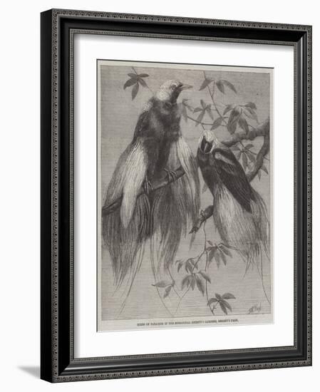 Birds of Paradise in the Zoological Society's Gardens, Regent's Park-Friedrich Wilhelm Keyl-Framed Giclee Print