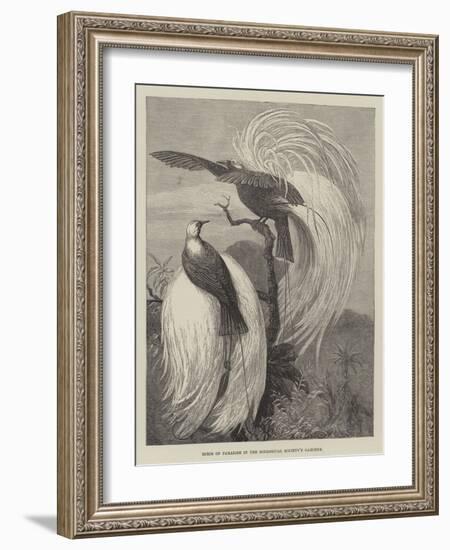 Birds of Paradise in the Zoological Society's Gardens-null-Framed Giclee Print