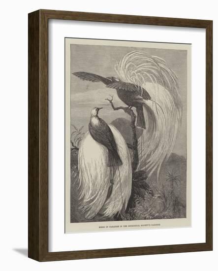 Birds of Paradise in the Zoological Society's Gardens-null-Framed Giclee Print
