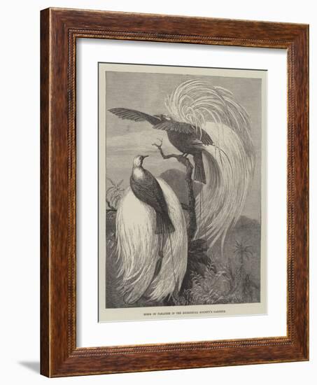 Birds of Paradise in the Zoological Society's Gardens-null-Framed Giclee Print