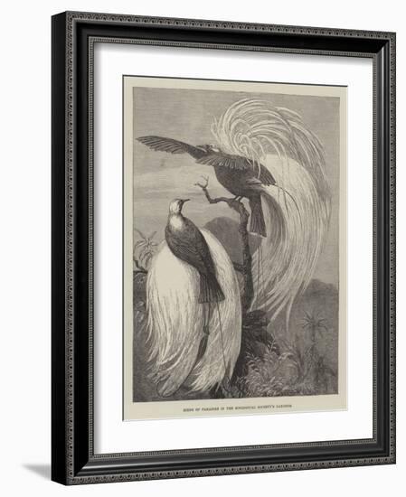 Birds of Paradise in the Zoological Society's Gardens-null-Framed Giclee Print