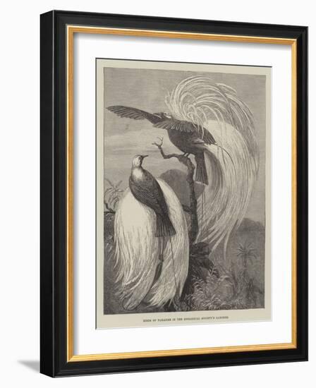 Birds of Paradise in the Zoological Society's Gardens-null-Framed Giclee Print