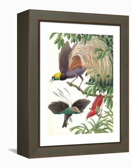 Birds of Paradise-English School-Framed Premier Image Canvas