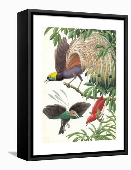 Birds of Paradise-English School-Framed Premier Image Canvas