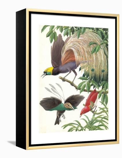 Birds of Paradise-English School-Framed Premier Image Canvas