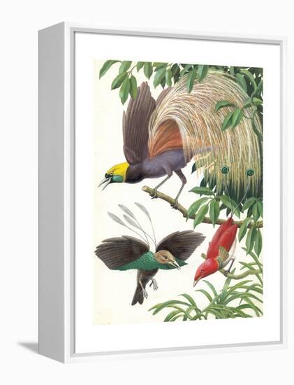 Birds of Paradise-English School-Framed Premier Image Canvas