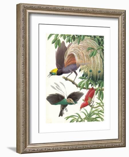 Birds of Paradise-English School-Framed Giclee Print