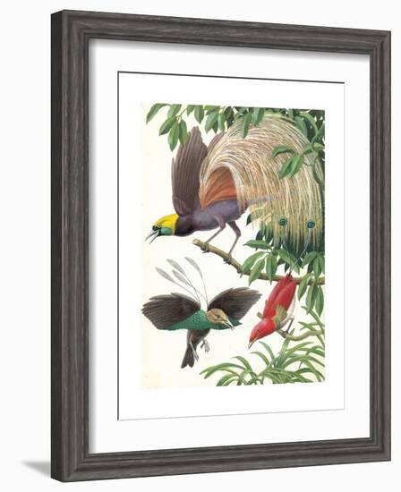 Birds of Paradise-English School-Framed Giclee Print