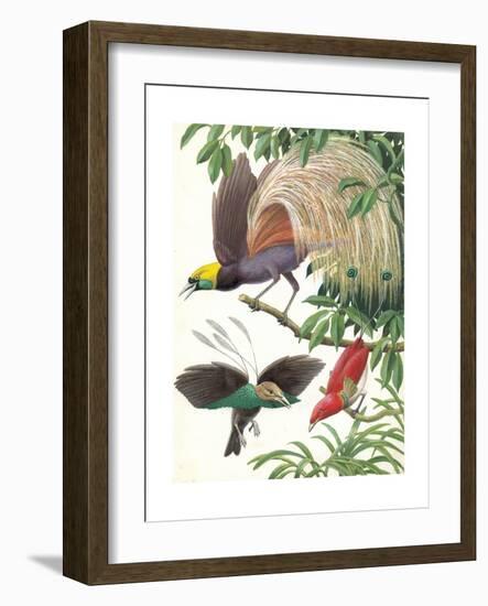 Birds of Paradise-English School-Framed Giclee Print