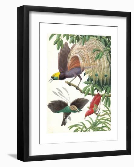 Birds of Paradise-English School-Framed Giclee Print