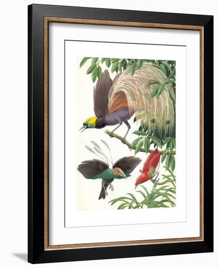 Birds of Paradise-English School-Framed Giclee Print