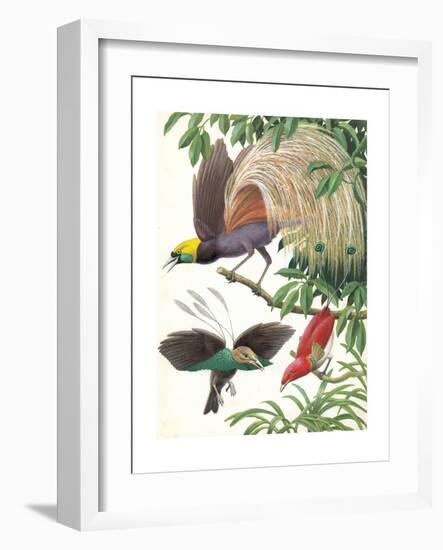 Birds of Paradise-English School-Framed Giclee Print