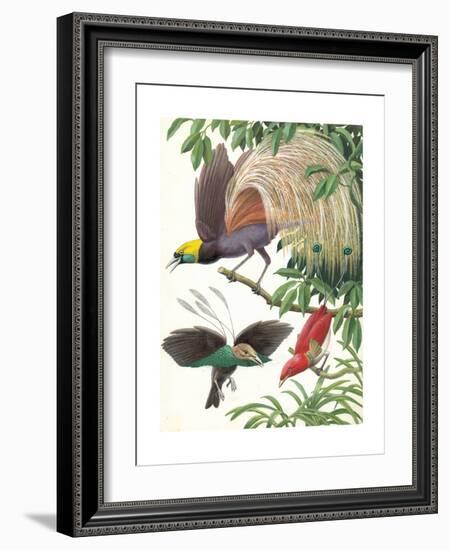 Birds of Paradise-English School-Framed Giclee Print