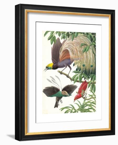 Birds of Paradise-English School-Framed Giclee Print