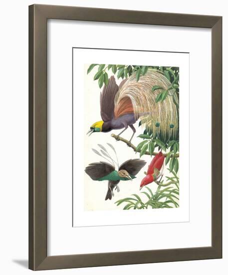 Birds of Paradise-English School-Framed Giclee Print