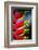 Birds of Paradise-Ursula Abresch-Framed Photographic Print