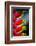 Birds of Paradise-Ursula Abresch-Framed Photographic Print