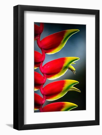 Birds of Paradise-Ursula Abresch-Framed Photographic Print