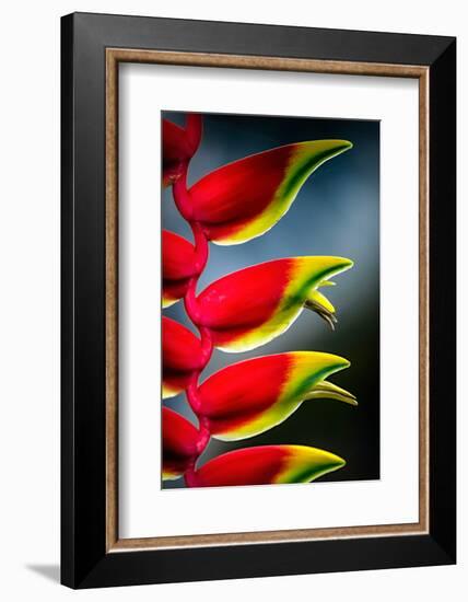 Birds of Paradise-Ursula Abresch-Framed Photographic Print