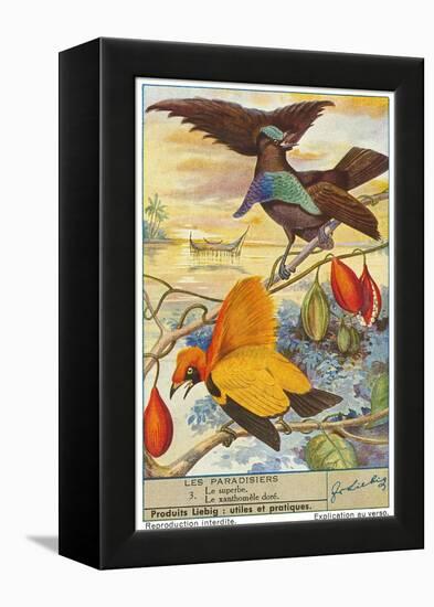 Birds of Paradise-null-Framed Stretched Canvas