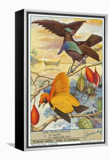 Birds of Paradise-null-Framed Stretched Canvas