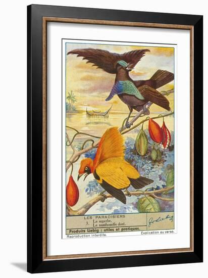 Birds of Paradise-null-Framed Art Print