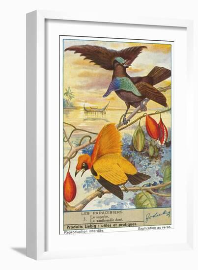 Birds of Paradise-null-Framed Art Print