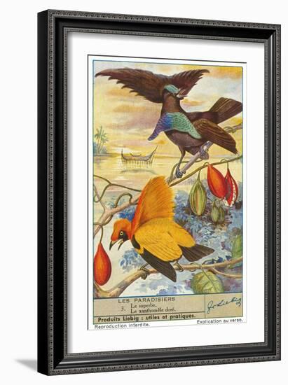 Birds of Paradise-null-Framed Art Print