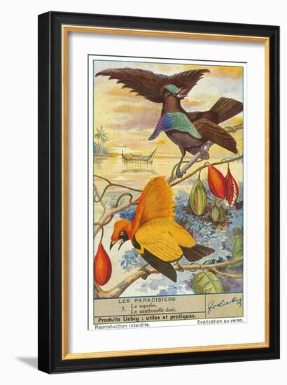 Birds of Paradise-null-Framed Art Print