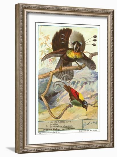 Birds of Paradise-null-Framed Art Print