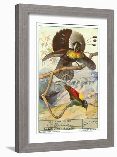 Birds of Paradise-null-Framed Art Print