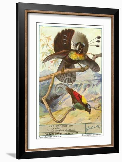 Birds of Paradise-null-Framed Art Print